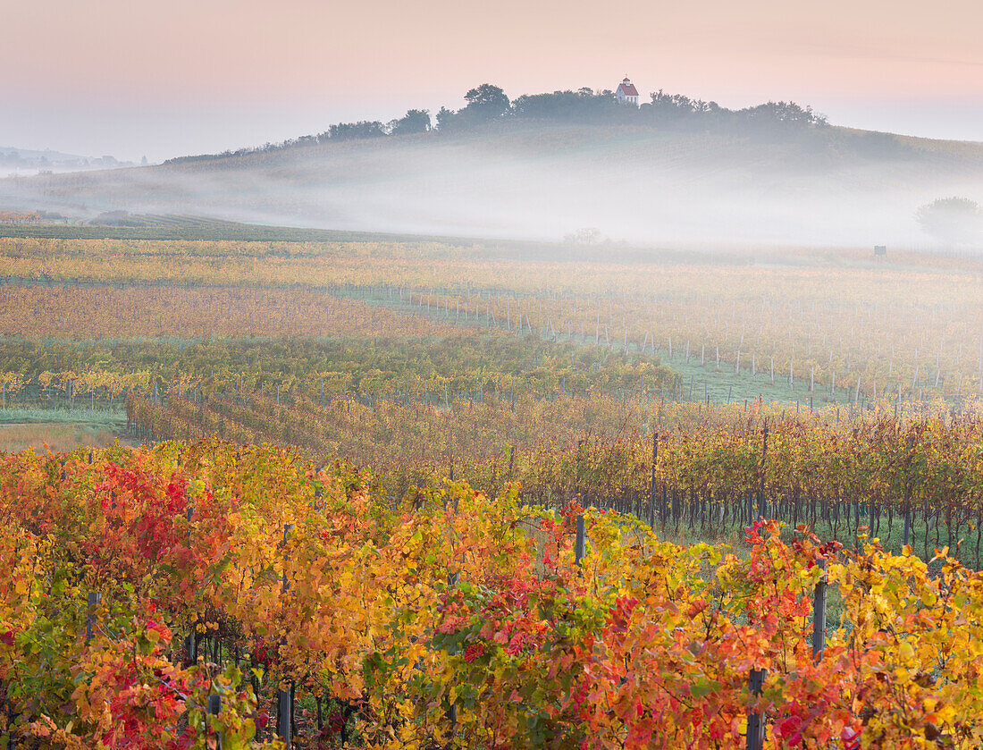 herbstliche Weinberge zwischen Gumpoldskirchen und Baden bei Wien, Wiener Becken, Niederösterreich, Österreich