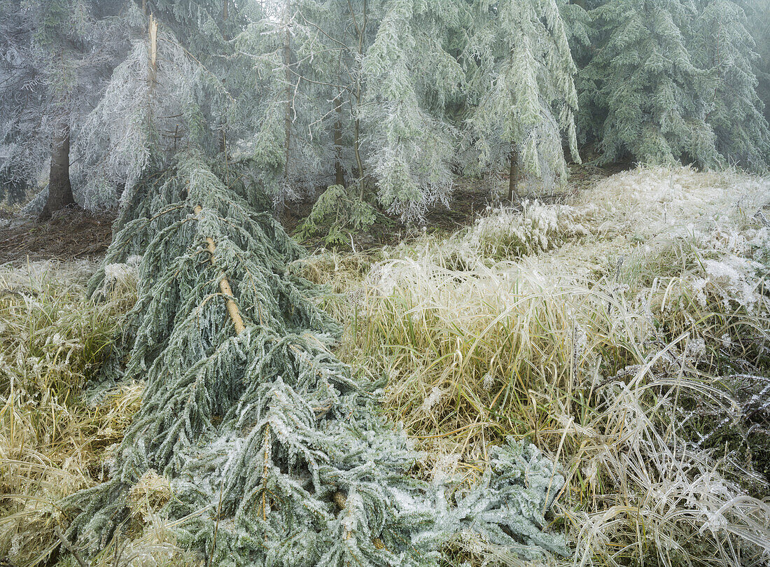 vereister Wald im Wechselgebiet, Niederösterreich, Österreich