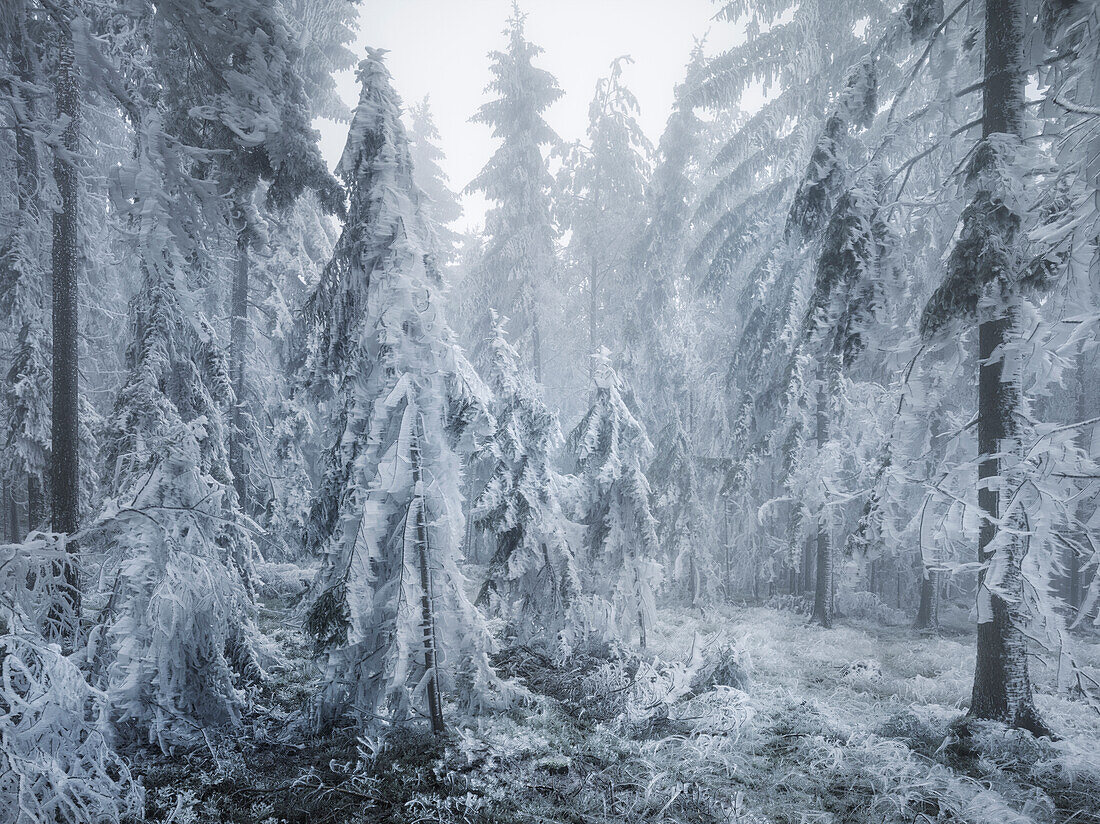 iced forest in the Wechselgebiet, Lower Austria, Austria