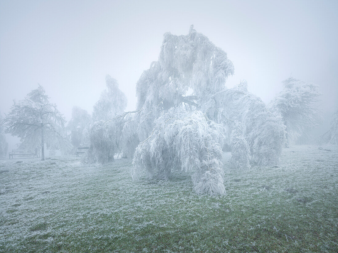 iced weeping willows in the Wechselgebiet, Lower Austria, Austria
