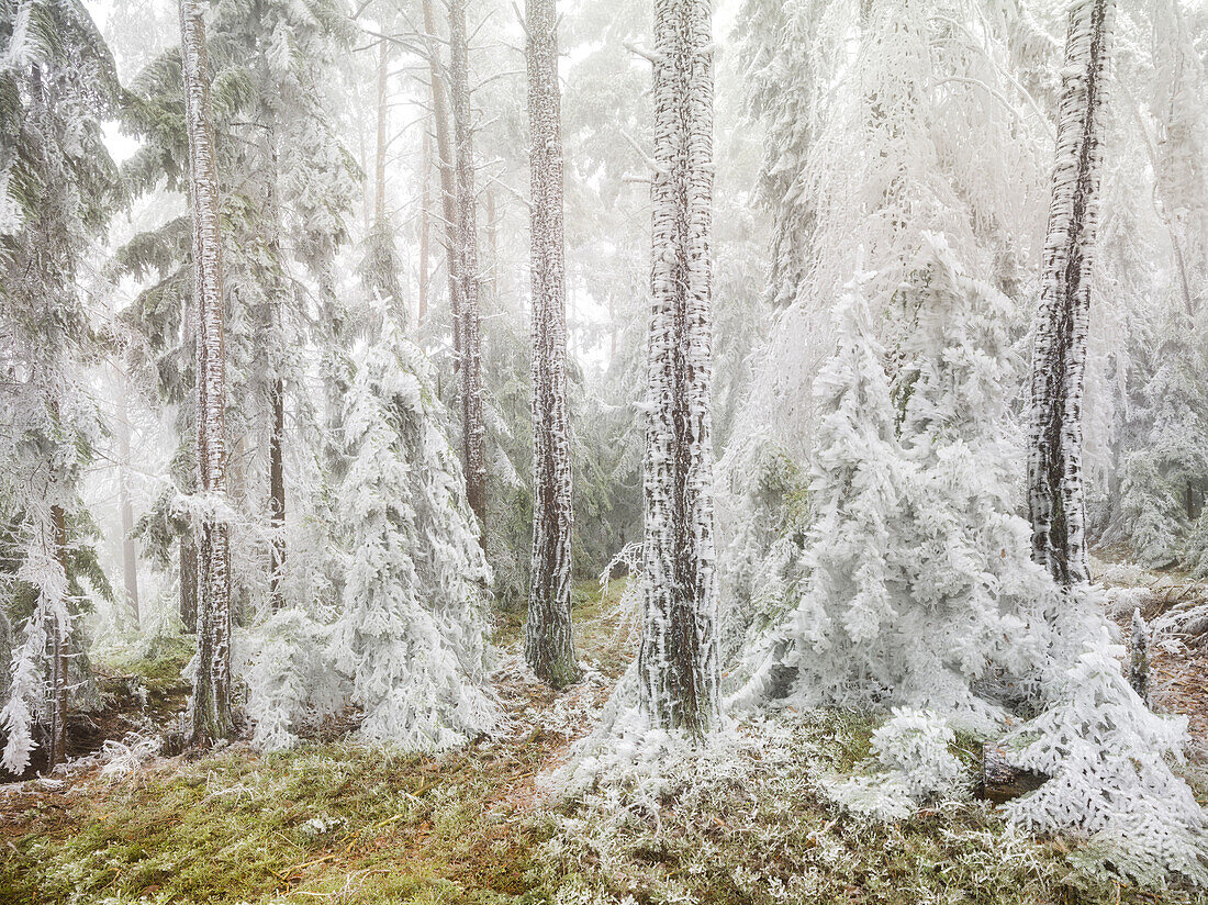 iced forest in the Wechselgebiet, Lower Austria, Austria