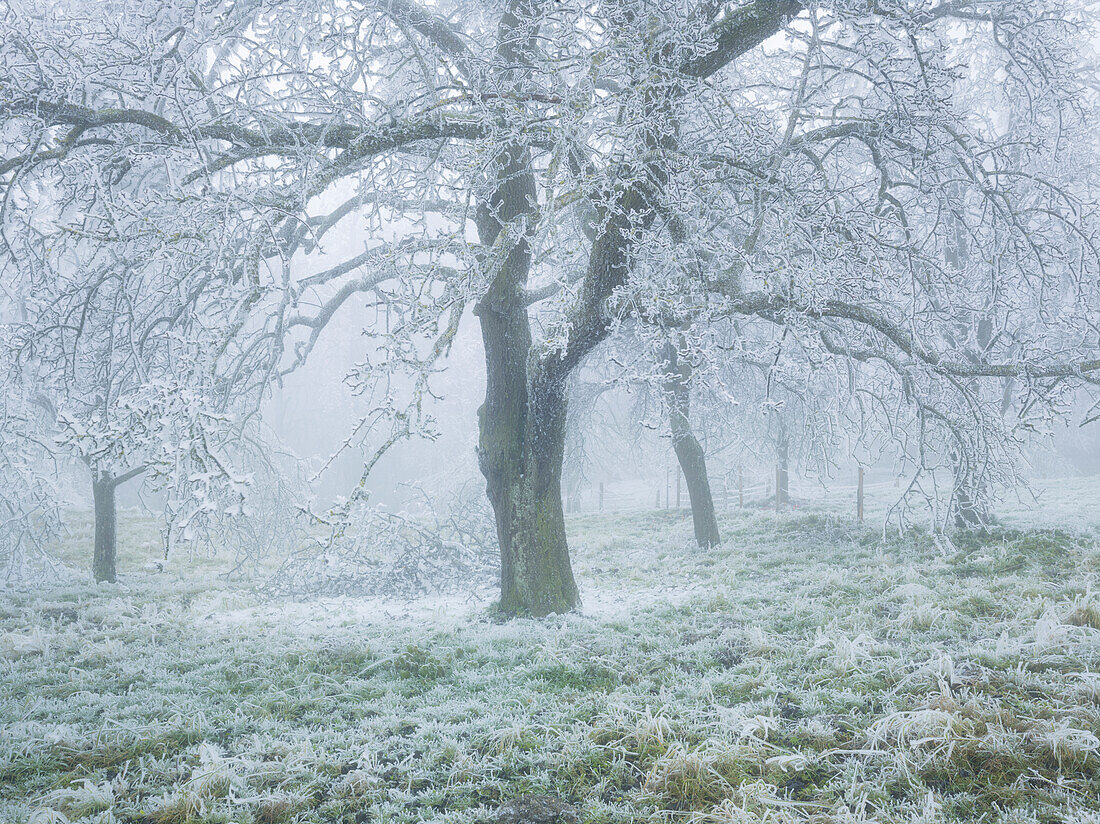 iced fruit trees in the Wechselgebiet, Lower Austria, Austria