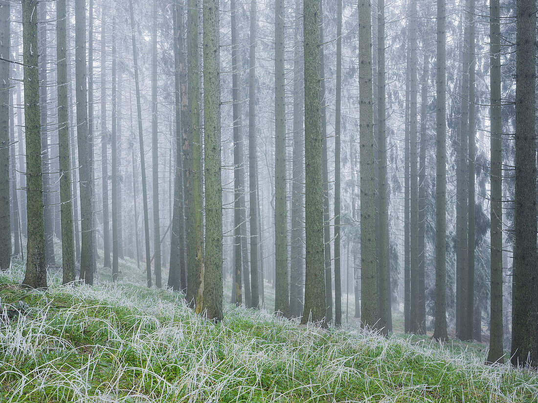 vereister Wald im Wechselgebiet, Niederösterreich, Österreich