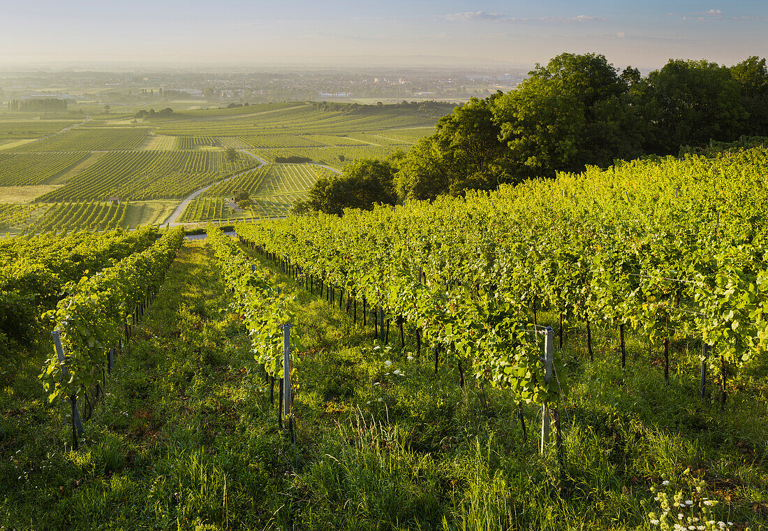 Vineyards between Baden near Vienna and Gumpoldskirchen, Vienna basin, Lower Austria, Austria