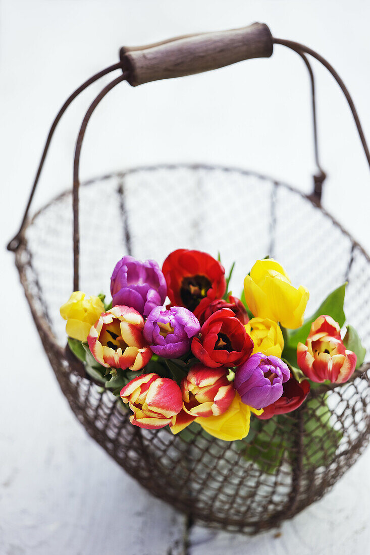 Wire basket with rainbow Tulip bouquet.