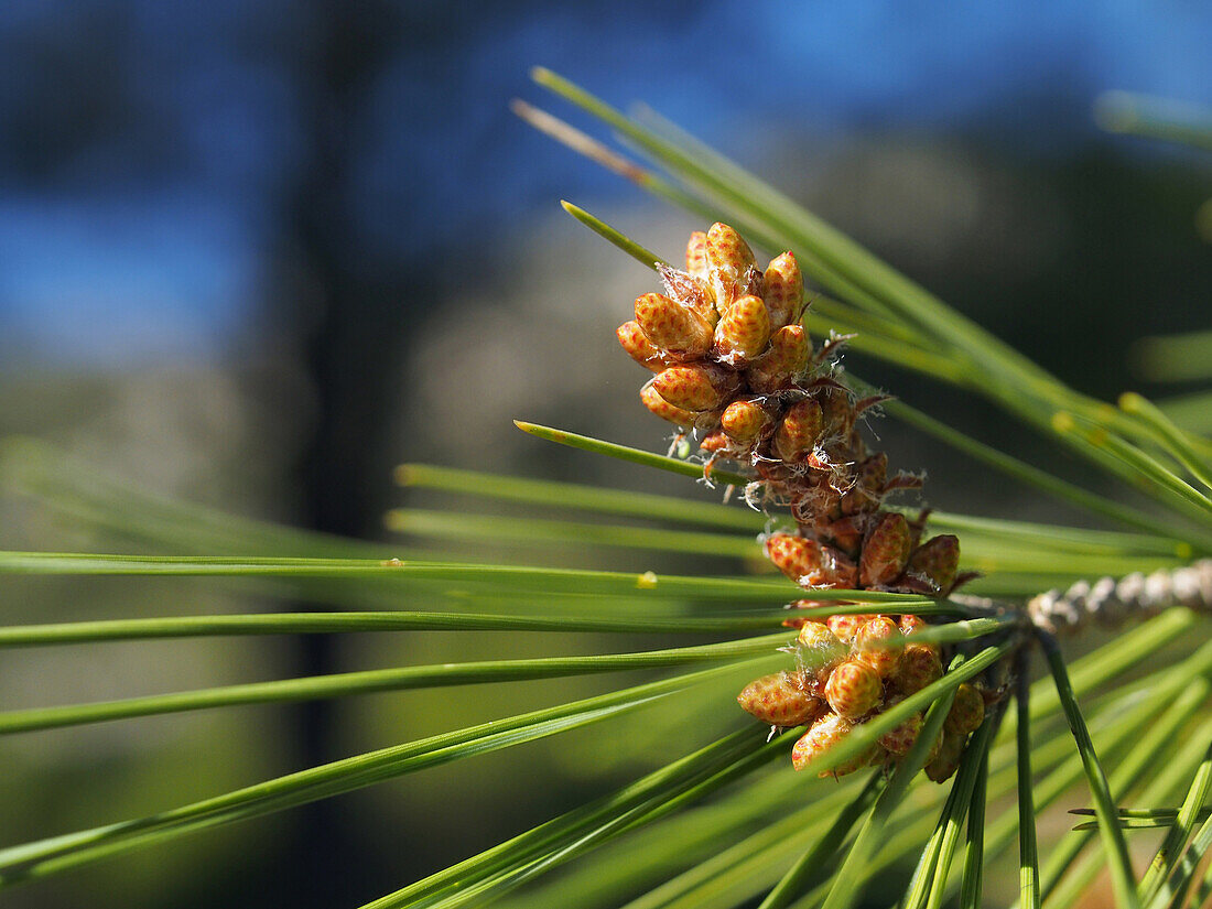 Young European Black Pine (Pinus laricio) at Montsia Hills. Ebro River Delta Natural Park, Tarragona province, Catalonia, Spain.