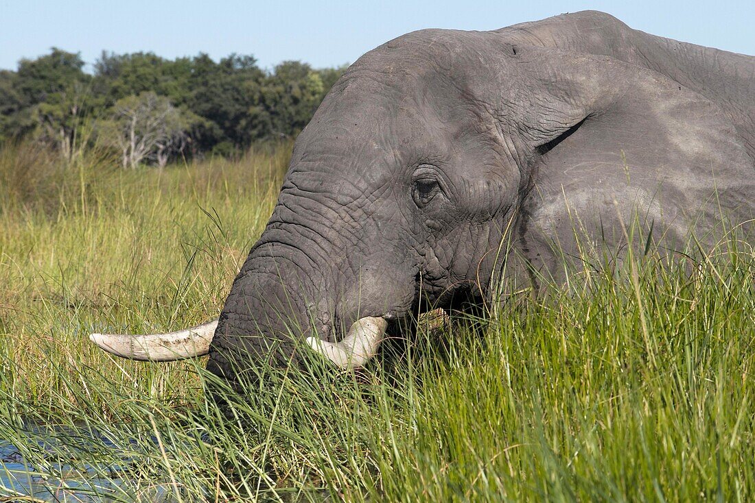 An elephant wanders the camp nearby Eagle Island Camp by Orient Express, outside the Moremi Game Reserve in Botswana. Located in the Central Okavango Delta, Eagle Island Camp is a camp built on the water, with shops and thatched roofs, in one of the islan