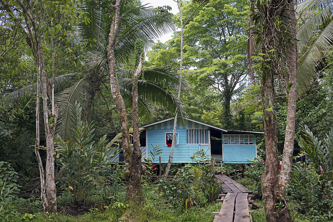 Eine kleine Hütte im karibischen Tropenwald