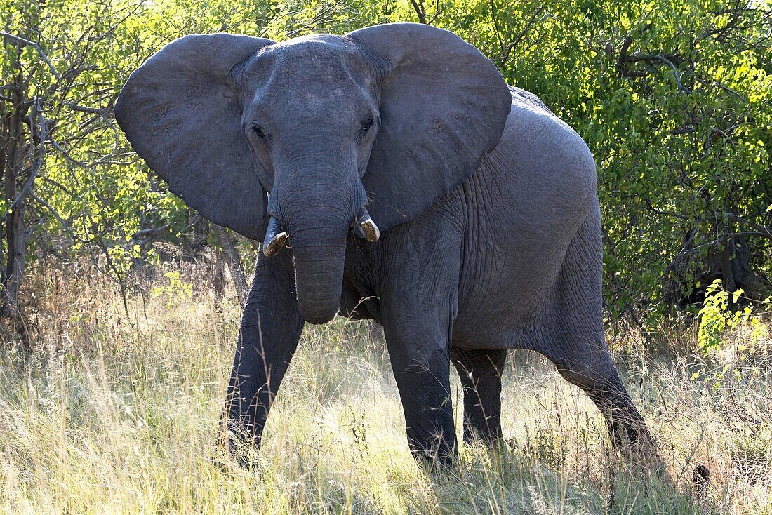 An adult elephant with her ????calf near Camp Khwai River Lodge by Orient Express in Botswana, within the Moremi Game Reserve Wild. Killing an elephant in Botswana, from 30,000 euros. Go big game in Africa is not for all pockets. And the continent's count