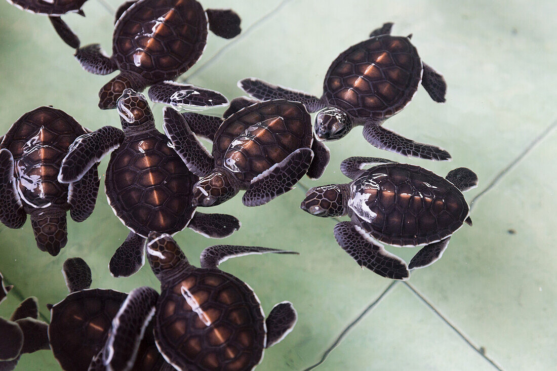 Junge Schildkröten in einer , Gili Meno, Lombok, Indonesien