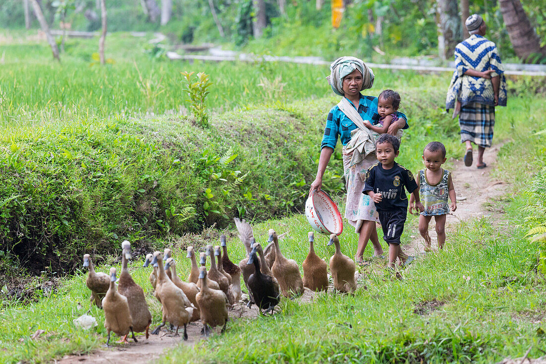 Bäuerin mit Kindern treibt Enten durch ein Feld, Tetebatu, Lombok, Indonesien
