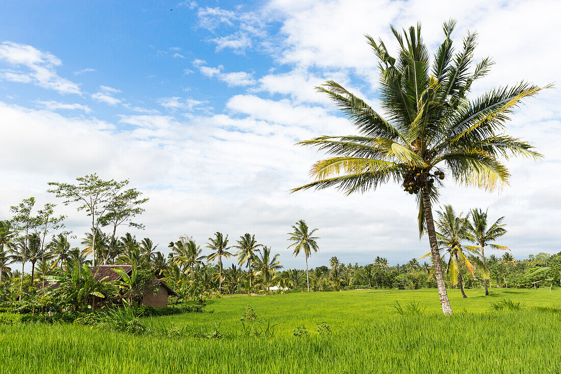 Reisfelder und Kokospalmen, Tetebatu, Lombok, Indonesien