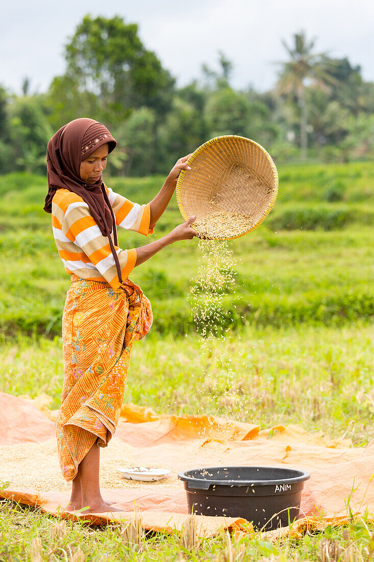 Indonesian woman sieving rice, Tetebatu, Lombok, Indonesia