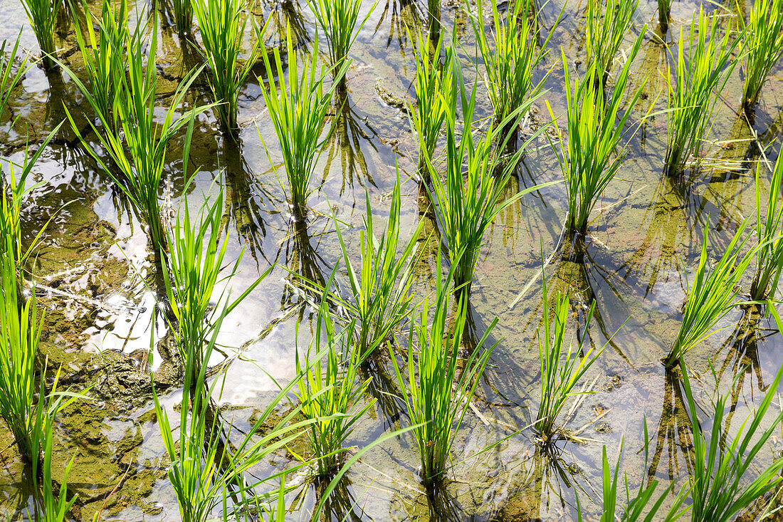 Young plants in a paddy field, Tetebatu, Lombok, Indonesia