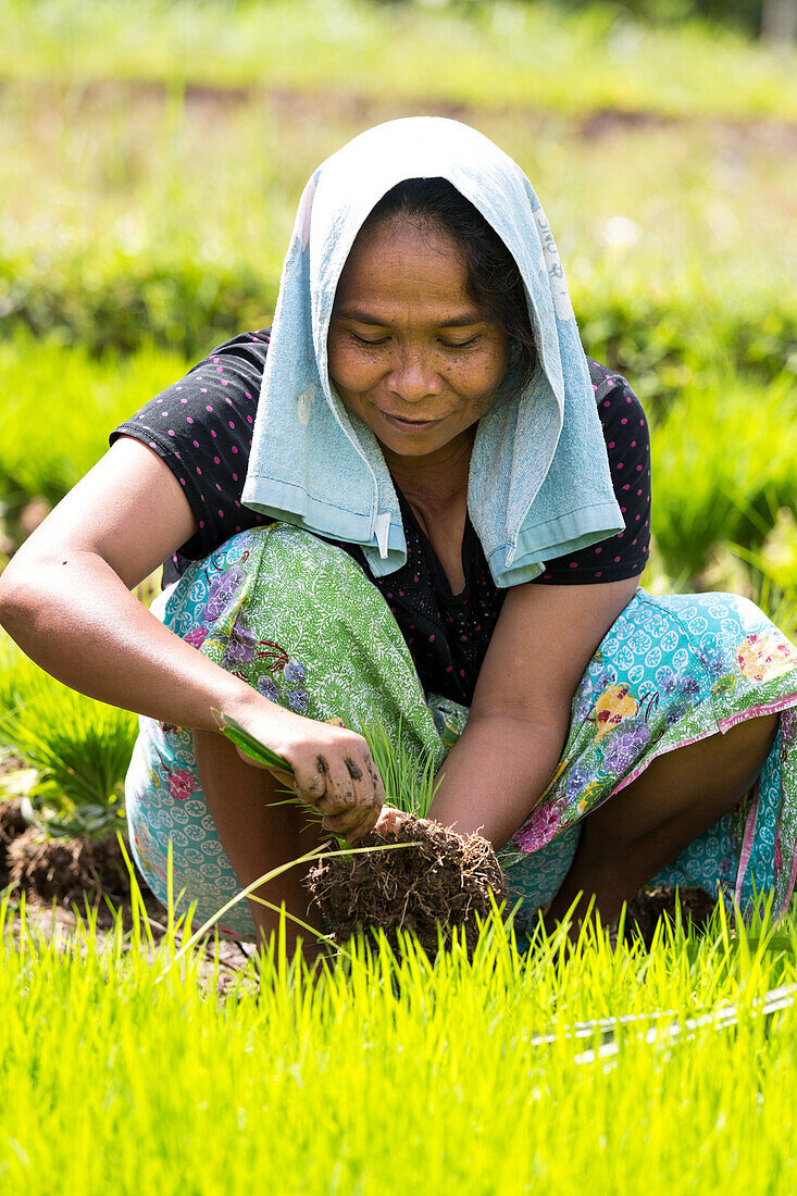 Frau pflanzt Reis, Tetebatu, Lombok, Indonesien