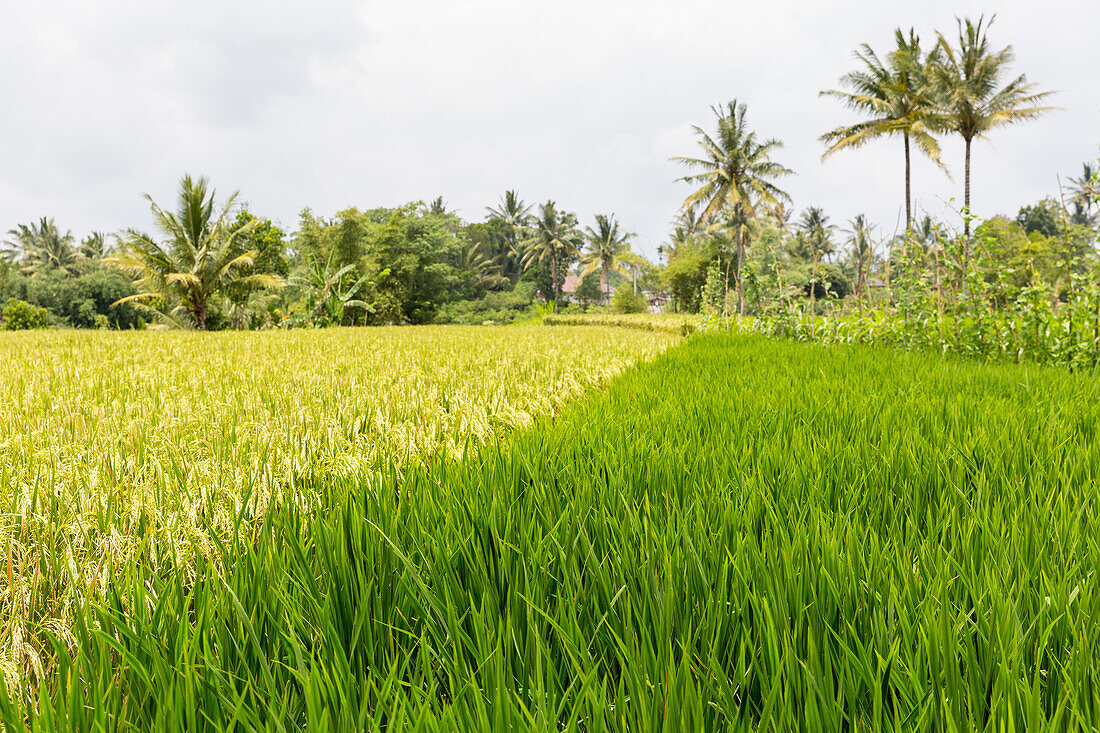 Reisfelder, Tetebatu, Lombok, Indonesien