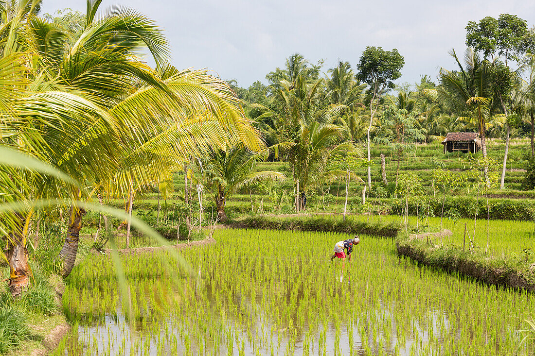 Frau in einem Reisfeld, Tetebatu, Lombok, Indonesien