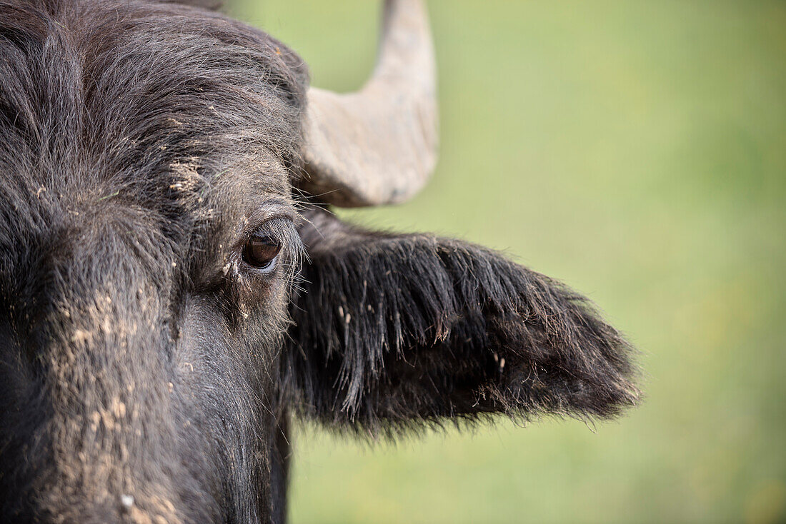 close up of an Alb buffalo, Hohenstein, Reutlingen, Swabian Alb, Baden-Wuerttemberg, Germany