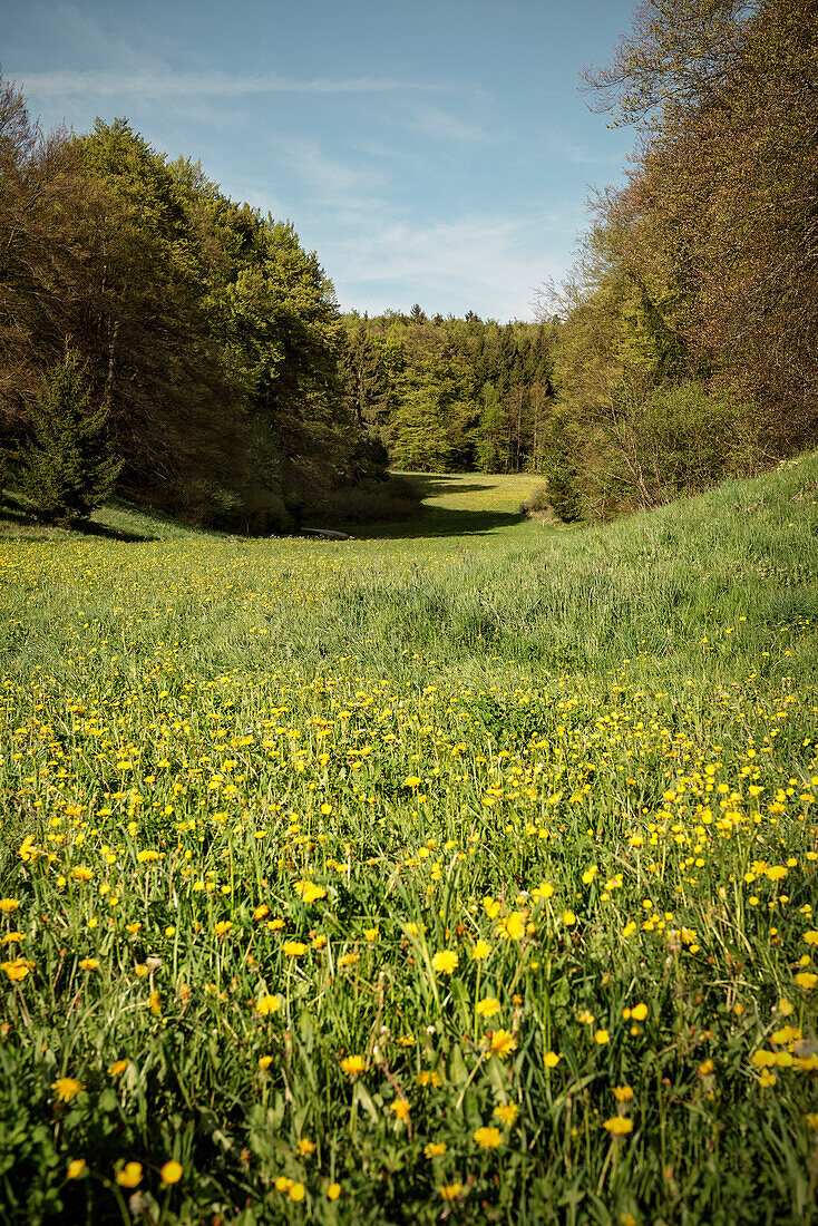 Field around Hohenstein, Reutlingen state, Swabian Alb, Baden-Wuerttemberg, Germany