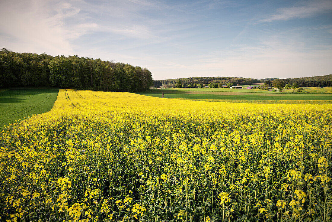 Rapeseed field around Hohenstein, Reutlingen, Swabian Alb, Baden-Wuerttemberg, Germany