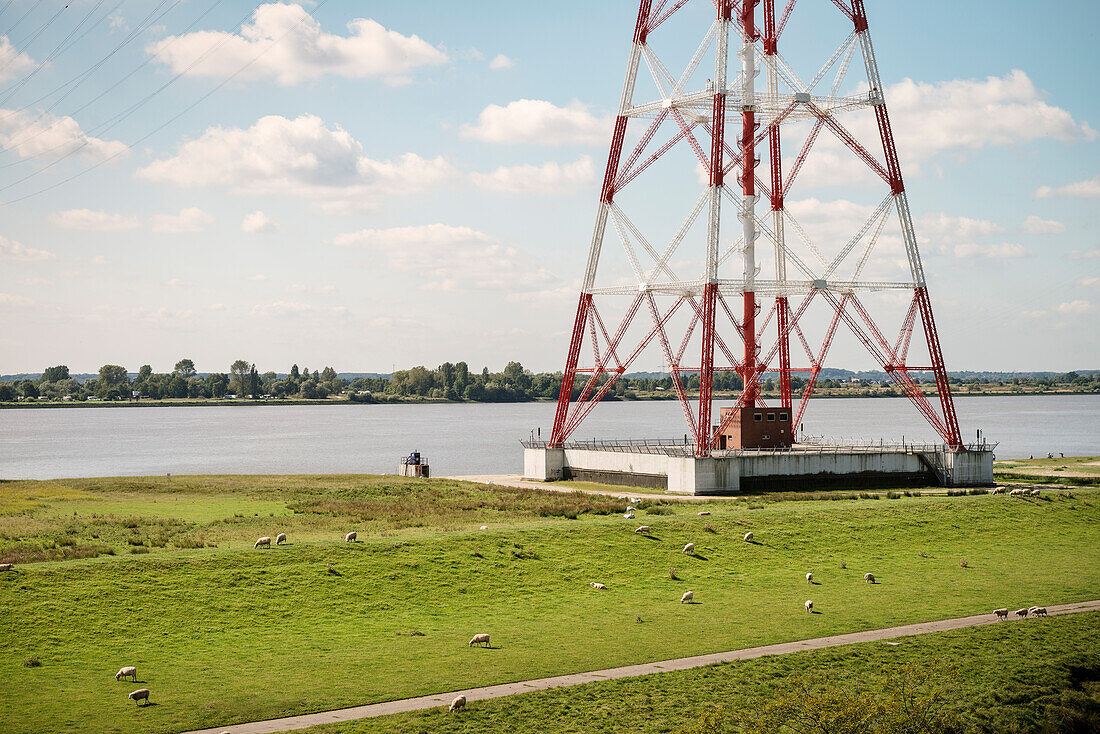 sheep on a meadow along the banks of the Elbe River, Wedel near Hamburg, Elbe River, Germany