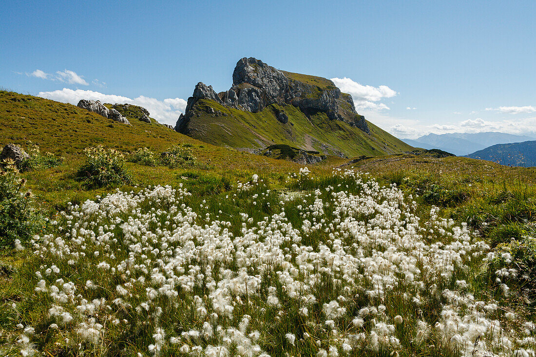 Wollgras, lat. Eriophorum, Grubalackenspitze im Rofangebirge, bei Maurach, Bezirk Schwaz, Tirol, Österreich, Europa