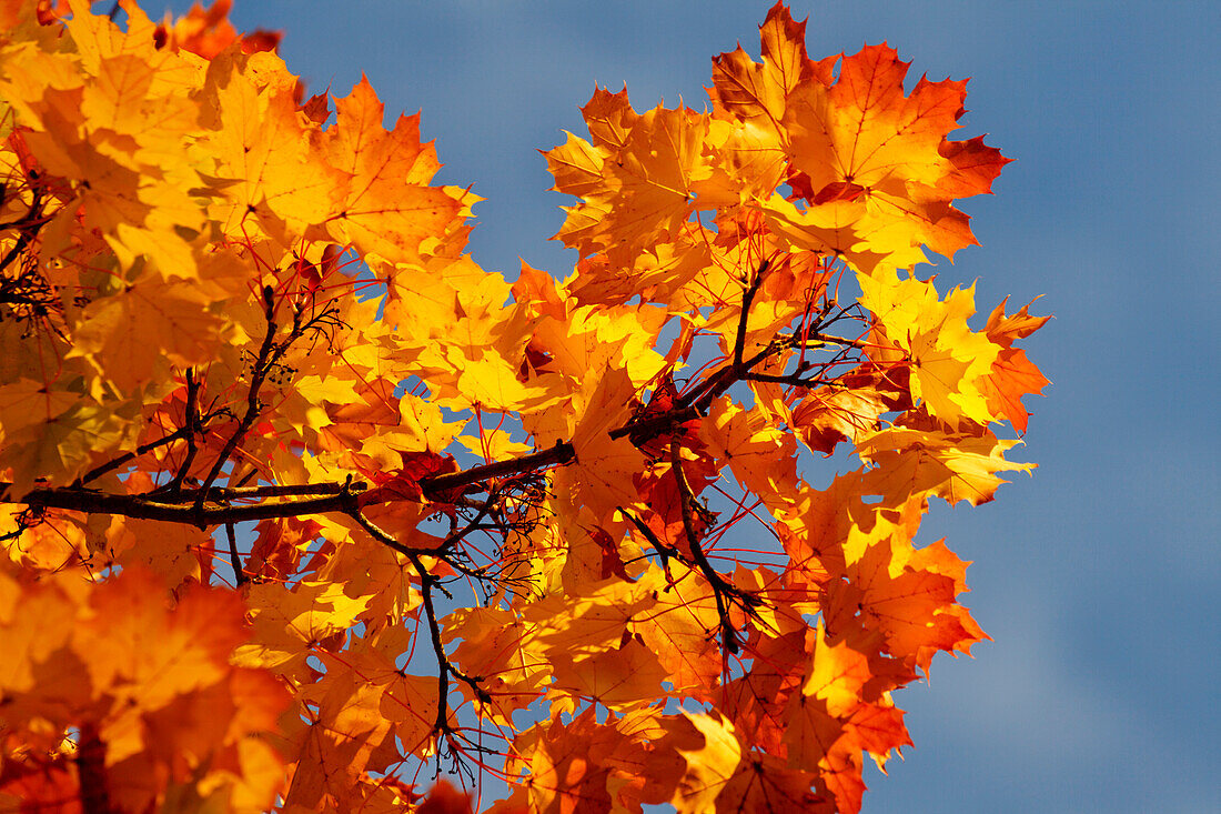 Ahorn, Blätter, Ahornlaub im Herbst, goldener Oktober, Pullach im Isartal, Münchner Süden, bei München, Oberbayern, Bayern, Deutschland, Europa