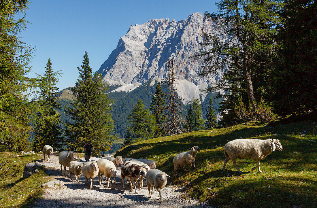Wetterstein mountains with Zugspitze, flock of sheep near Seben alpine hut, near Ehrwald, district Reutte, Tyrol, Austria, Europe