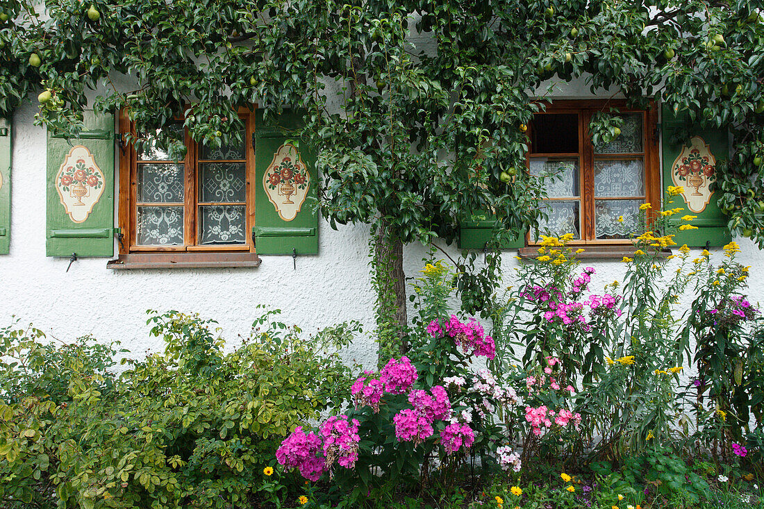 Fenster eines Bauernhauses mit Garten und Birnbaum in Seehausen am Staffelsee, bei Murnau, Blaues Land, Landkreis Garmisch-Partenkirchen, Bayerisches Voralpenland, Oberbayern, Bayern, Deutschland, Europa
