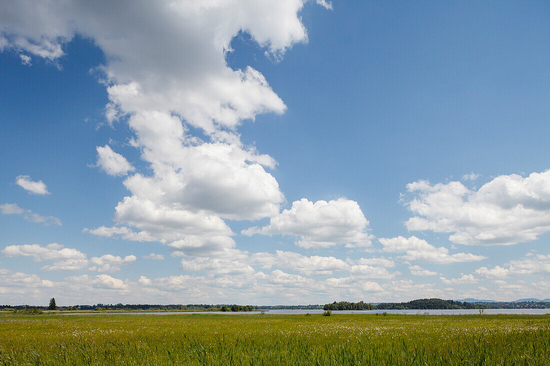 Moorland at lake Staffelsee, Nature Reserve on the west of Staffelsee, near Murnau, Blue Land, district Garmisch-Partenkirchen, Bavarian alpine foreland, Upper Bavaria, Bavaria, Germany, Europe