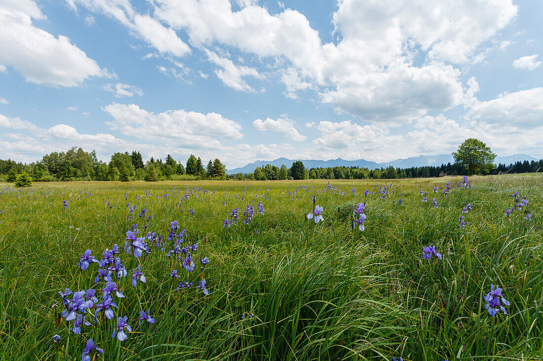 Schwertlilien, lat. Iris, Moorgebiet am Staffelsee, Naturschutzgebiet westlicher Staffelsee, bei Murnau, Blaues Land, Landkreis Garmisch-Partenkirchen, Bayerisches Voralpenland, Oberbayern, Bayern, Deutschland, Europa