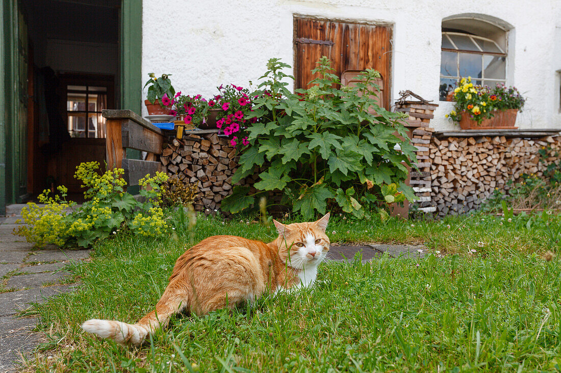 Cat in front of an old farmhouse, Seehausen am Staffelssee, near Murnau, district Garmisch-Partenkirchen, Blue Land, Bavarian alpine foreland, Upper Baveria, Bavaria, Germany, Europe