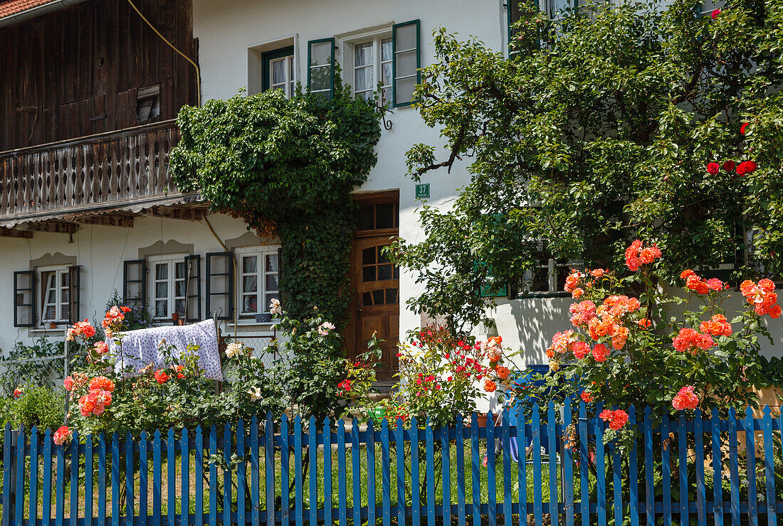 old farmhouse with garden and roses, Seehausen am Staffelssee, near Murnau, district Garmisch-Partenkirchen, Blue Land, Bavarian alpine foreland, Upper Bavaria, Bavaria, Germany, Europe