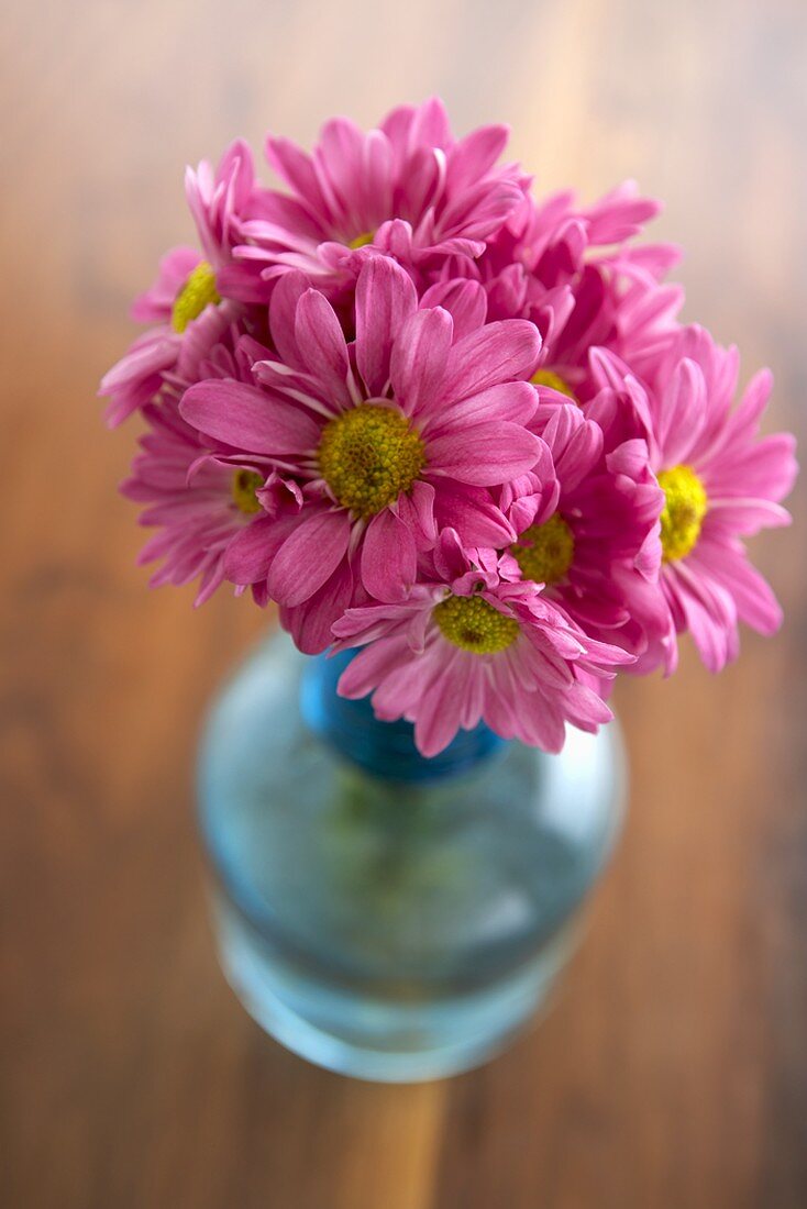 Vase of Pink Gerber Daisies