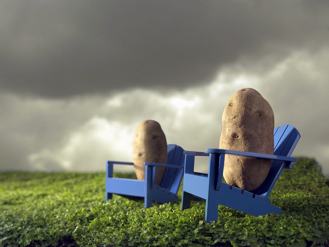 Potatoes on Wooden Chairs