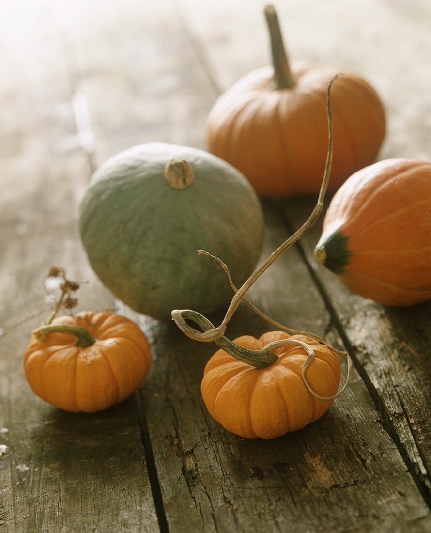 Assorted Mini Pumpkins and Gourds