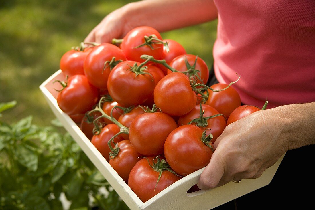 A Woman Carrying a Tray of Tomatoes from the Garden