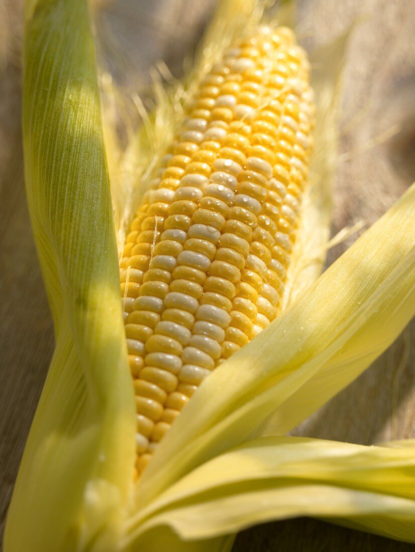 Fresh Ear of Corn in Partially Peeled Husk