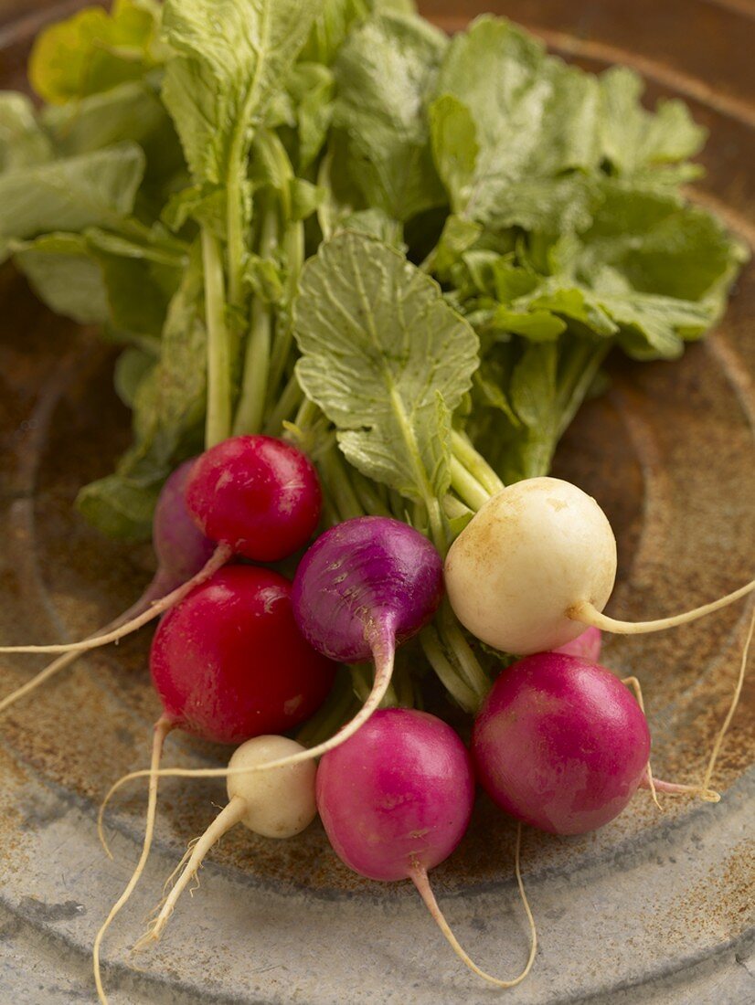 Bunch of Fresh Multi-Colored Radishes