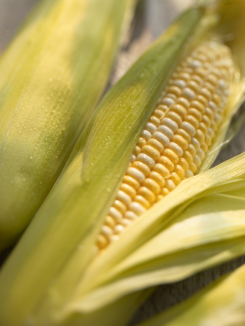 Fresh Ears of Corn, One Partially Peeled