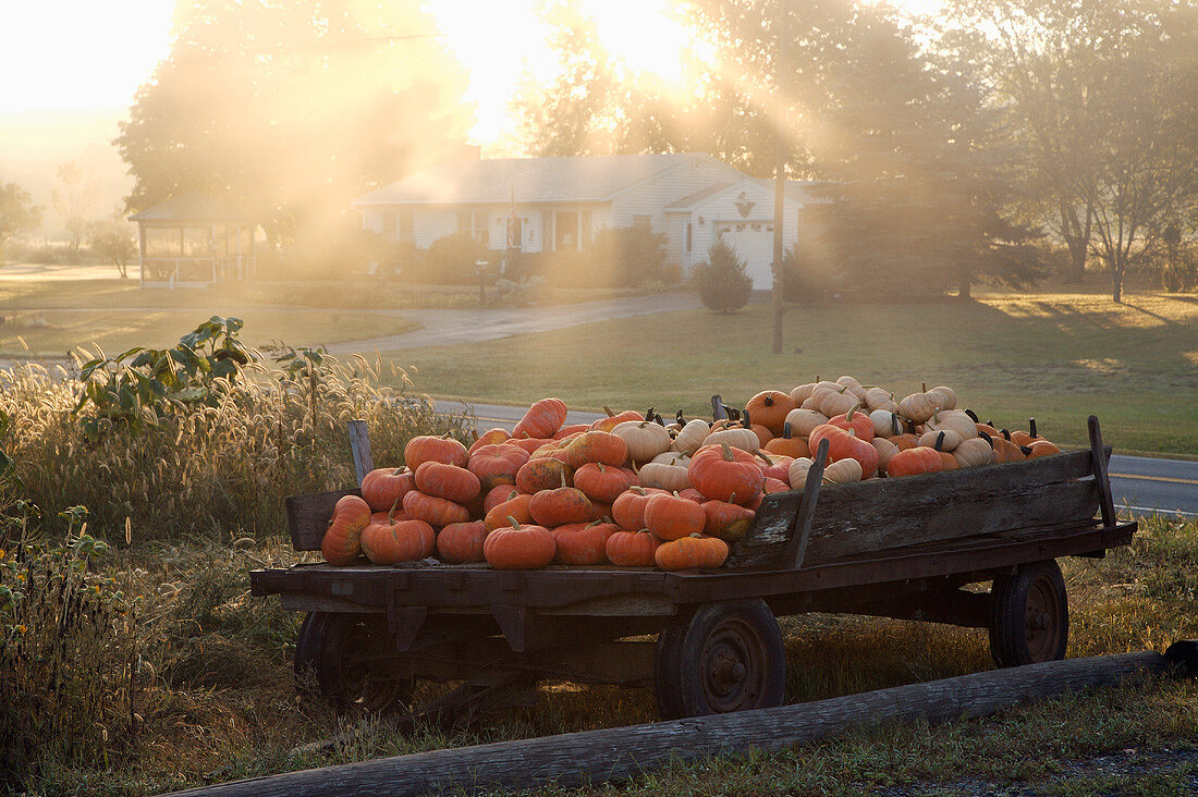 Wooden Trailer Filled with Pumpkins, Outdoors, Upstate New York