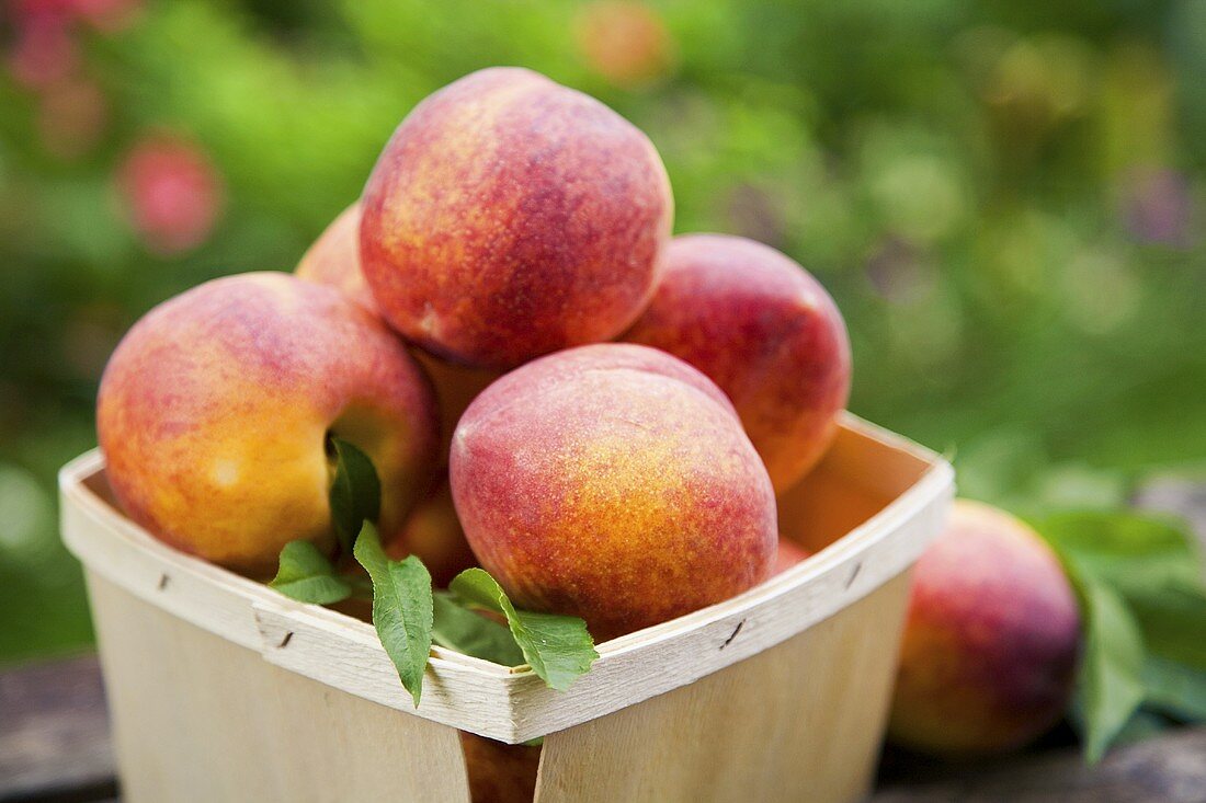 Fresh Picked Peaches in a Basket