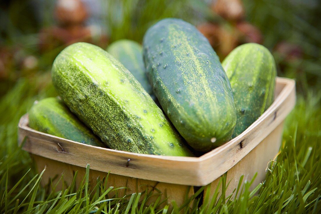 Basket of Pickling Cucumbers in the Grass
