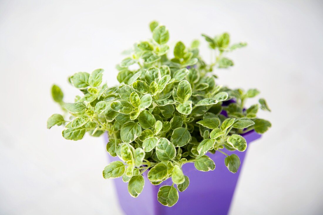 Eine junge Majoranpflanze in einem Plastikblumentopf