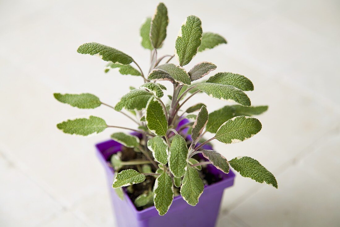 Tri-Colored Sage Growing in a Pot