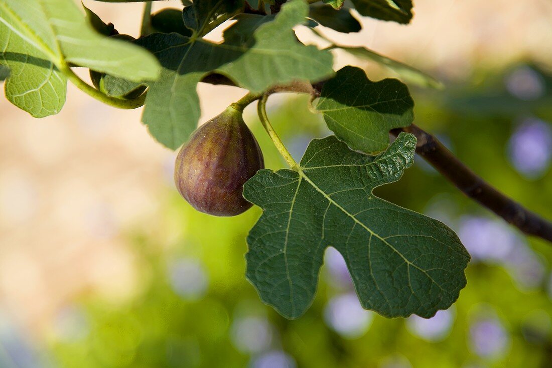 Fig in Tree