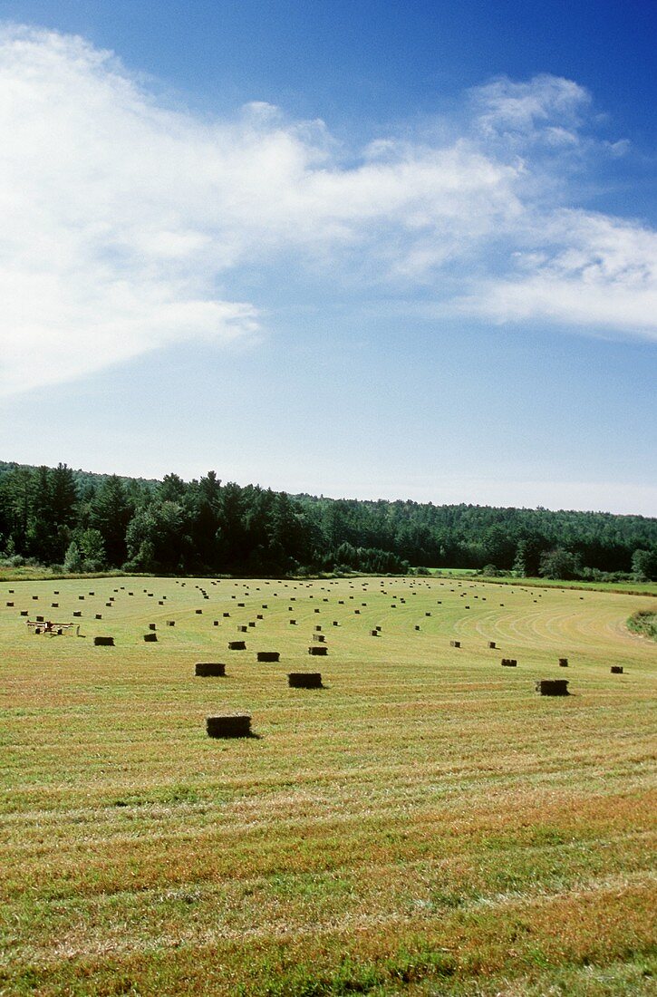 Hay Bails in a Large Field on a Sunny Day