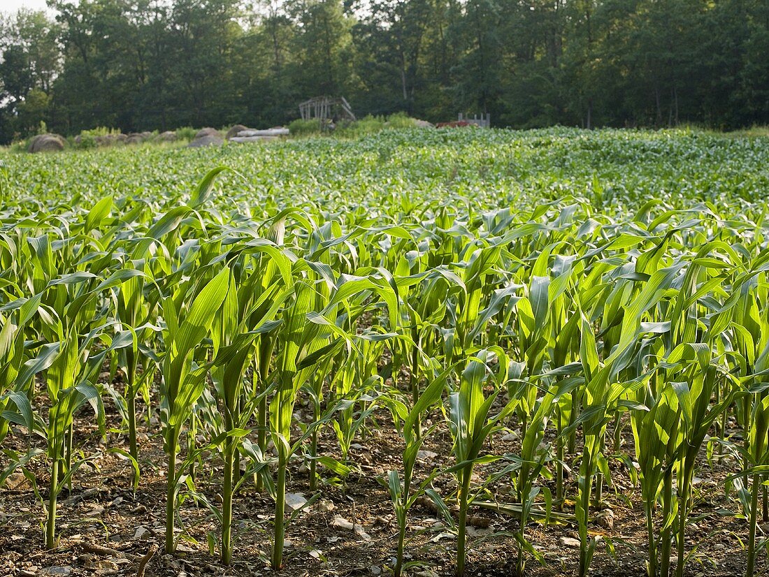 A Corn Field Early in the Season