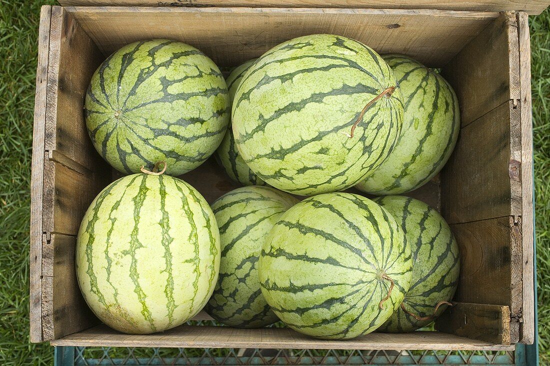 Mehrere Wassermelonen in einer großen Holzkiste