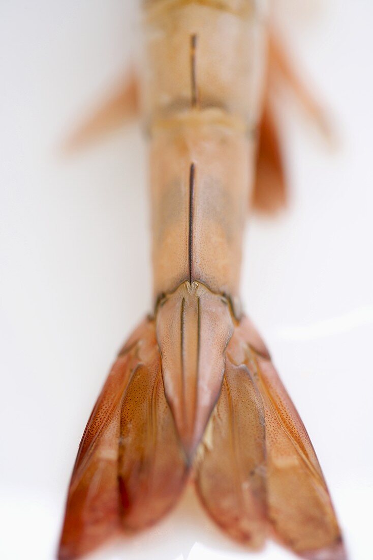 Raw Shrimp Tail; White Background